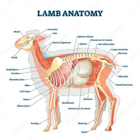 premium vector lamb anatomy illustration labeled educational  organ structure
