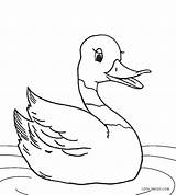 Duck Mallard Coloring Getdrawings Drawing Ducks Pages sketch template