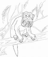Tamarin Coloring Emperor Pages Tree Monkey Lion Golden Drawing Categories Supercoloring sketch template
