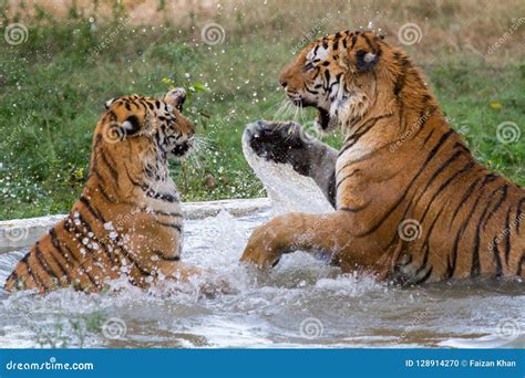 royal bengal tigers fighting stock photo image   jungle
