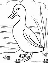Duck Coloring Pages Printable Kids Realistic Color Cool2bkids Birds Sheets Getdrawings Bird Choose Board sketch template