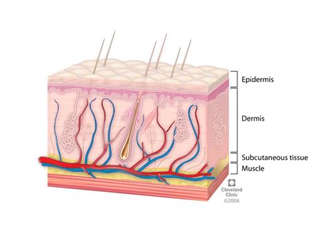 skin layers structure  function