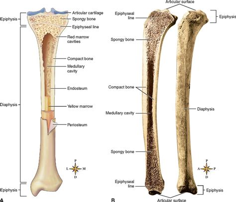 compact bone diagram easy bones  skeletal tissues scientist