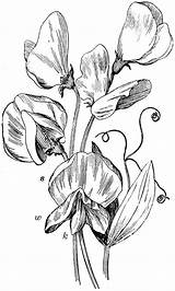Sweet Pea Drawing Peas Flower Clipart Sketch Flowers Dessin Etc Drawings Line Tattoo Usf Edu Sketches Fleurs Pois Senteur Draw sketch template