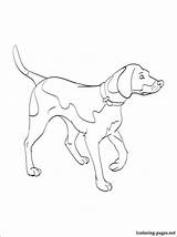 Coloring Pages Dog Labrador Lab Yellow Puppy Getdrawings Printable Getcolorings sketch template