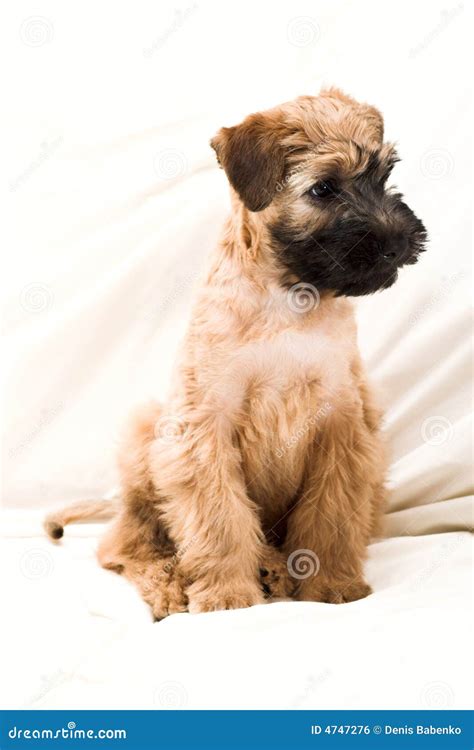 small brown puppy stock photo image  doxie animal