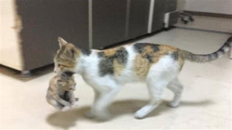 Cat Carries Her Sick Kitten To A Hospital In Turkey Medics Treat The