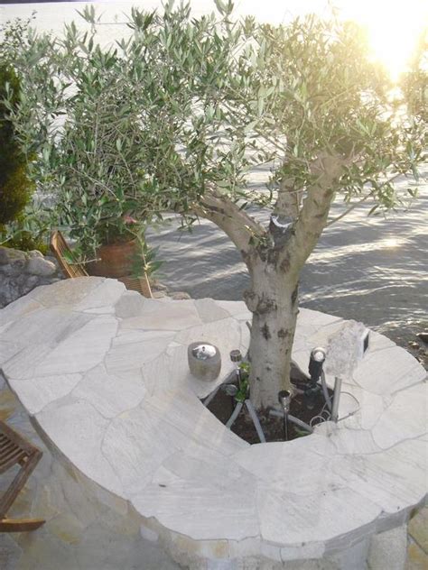 olivenbaum terrasse terrasse gestalten leicht gemacht mit einem