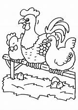 Hens Coloring Rooster Printable sketch template