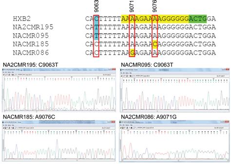 Mutations Detected In The 3 Polypurine Tract 3 Ppt And Its