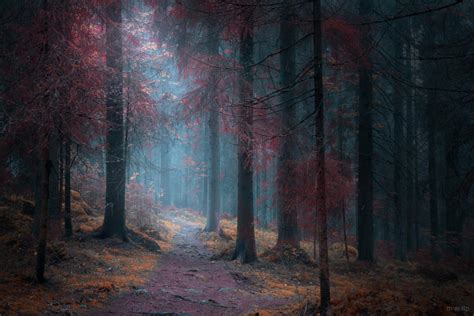 dark forest   eralp  deviantart