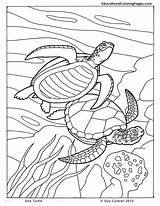 Coloring Pages Sea Turtle Animals Ocean Kids Printable Animal Seashore Colouring Sheets Book Color Books Dibujos Turtles Beach Printables Drawing sketch template