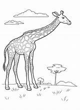 Girafa Colorat Planse Desene sketch template