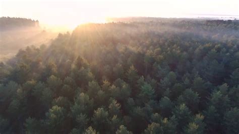 drone forest footage shot  youtube