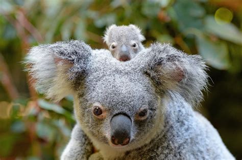 baby koala macadamia born  australia zoo  popsugar australia news
