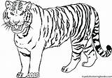Coloring Pages Tigers Detroit Getcolorings sketch template