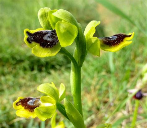 ophrys sicula orchids ophrys