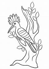 Coloring Hoopoe Sits Branch sketch template