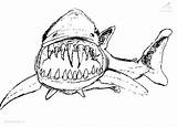 Great Shark Coloring Pages sketch template