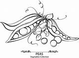 Pea Pod Drawing Vector Getdrawings sketch template