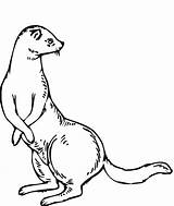 Coloring Ferret Weasel Stoat Pages Dessin Printable Belette Colorier Drawing Imprimer Clipartpanda Coloriage Clipart Categories Clip Popular Standing Supercoloring Color sketch template