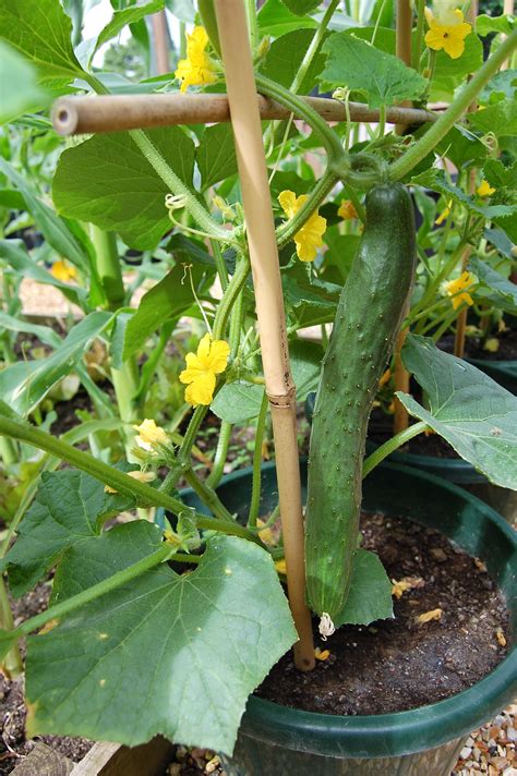 growing cucumbers  pot growing food growing cucumbers container
