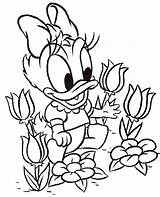 Coloring Daisy Duck Baby Pages Donald Disney Kids Color Flower Printable Easter Colouring Print Dasiy Getcolorings Beautiful Visit Cute Getdrawings sketch template