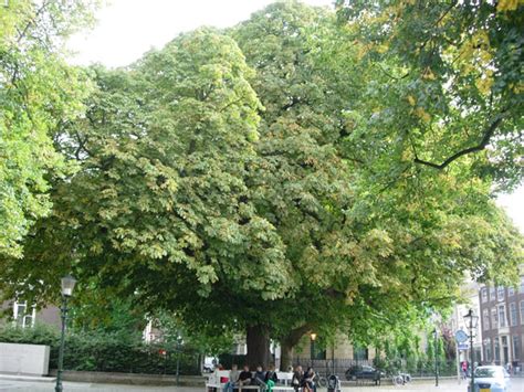 nederland den haag bomen