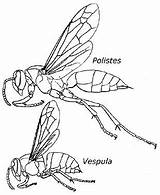 Coloring Hornet Pages Polistes Drawing Kids Wasp Printable Paper Diagram Wasps Nest Tardigrade Crawford Preschool Vespula Vespidae Bees Getdrawings sketch template