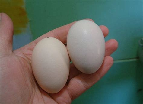 Egg Color Chart Find Out What Egg Color Your Breed Lays Backyard