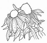 Coneflower Purple Sketches Time Echinacea sketch template