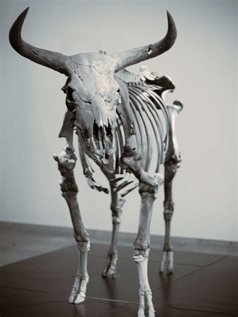psbattle extinct bull skeleton rphotoshopbattles