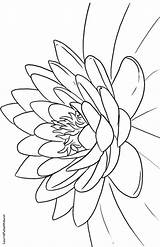 Seerose Lotusbloem Seerosen Malvorlage Blumen Blogx sketch template