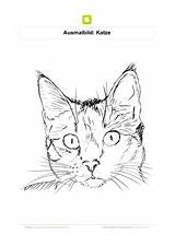 Katzenkopf Malvorlage Ausmalbild Ausmalbilder Katze Katzen Vorlage Grundschule sketch template