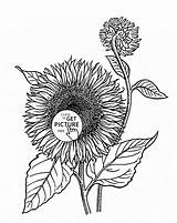 Coloring Pages Realistic Flower Sunflowers Kids Sunflower Printable Wuppsy Printables Color Roses Adult Flowers sketch template