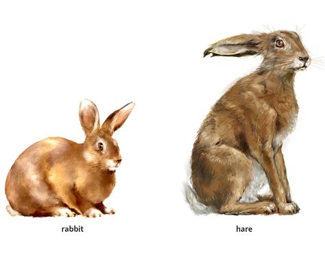 Rabbit 1 Noun Definition Pictures Pronunciation And Usage Notes