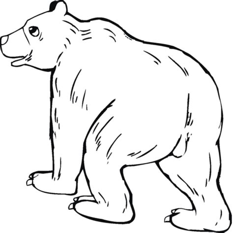 grizzly bear  coloring page supercoloringcom