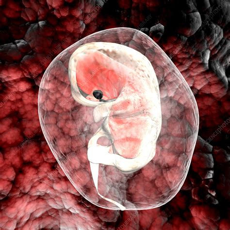 human embryo stock image p science photo library