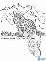 Coon Maine sketch template
