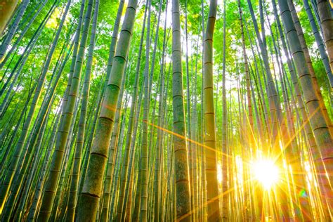 maerchenhafter bamboo forest  japan urlaubsgurude