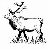 Elk Coloring Pages Animals Getdrawings Step Deer Template sketch template