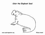 Seal Elephant Coloring Pages Popular Exploringnature sketch template