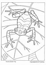 Coloring Frog Pages Toad Panama Kids Colouring Sheets Printable Aboriginal Animals Golden Getcolorings Print Frogs Animal Adult Color Educationalcoloringpages Colori sketch template