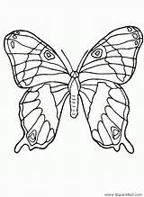 Papillon Gratuit Dessiner Ailes Insecte sketch template