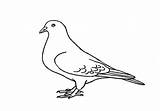 Pigeon Draw Step Easy Part Add Easyanimals2draw sketch template