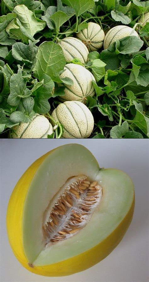 planting  growing guide  honeydew melon cucumis melo