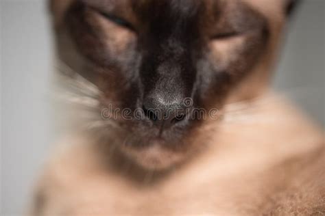 siamese cats nose stock image image  hair lovable