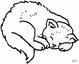 Disegni Gatto Dorme Coloring Dormindo Disegnare Gatos sketch template