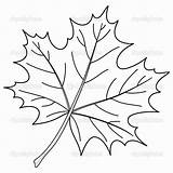 Leaf Maple Vector Contour Outline Drawing Vectorstock Coloring Simple Drawings Line Stock Pen Labeled Template Leaves Pages 3d Accomplished Fall sketch template
