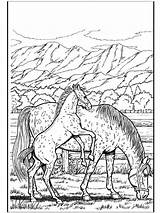 Coloring Horse Pages Horses Adults Realistic Wild Pferde Pony Ausmalbilder Sheets Ausmalen Adult Animals Colouring Zum Pferd Von Bilder Fargelegg sketch template